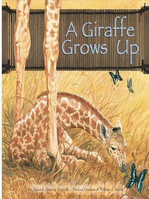 cover image of A Giraffe Grows Up